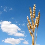 Народные приметы от INNOV: 20 июня