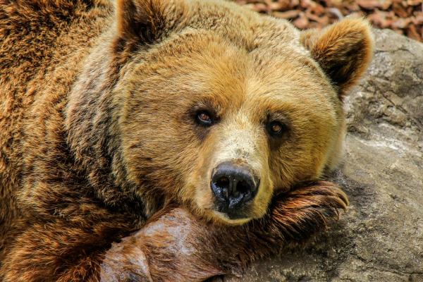 В Иркутской области медведь залез в гараж и чуть было не убил женщину