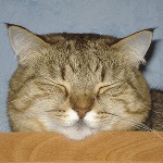 Экзотические кошки приехали в Нижний Новгород