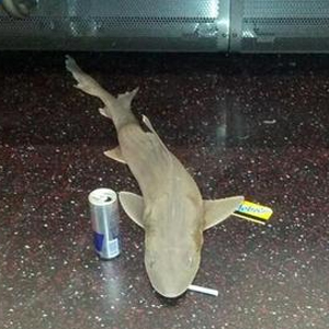 В нью-йоркской подземке найдена мёртвая акула