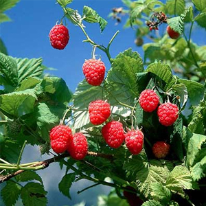 Народные приметы от INNOV: 17 августа