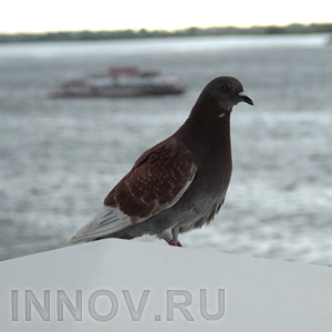 В России новая птичья болезнь, опасная и для людей - болезнь Ньюкасла