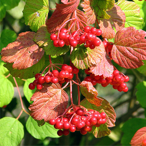 Народные приметы от INNOV: 8 сентября