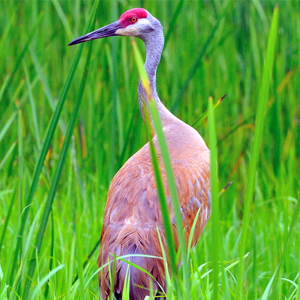 Народные приметы от INNOV: 13 сентября