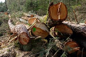 Россия может прекратить поставки леса в Китай