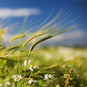 Народные приметы от INNOV: 18 июня