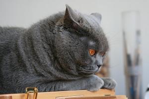 Ученые: если ваша кошка агрессивна и царапает мебель, то стоит присмотреться к своему поведению