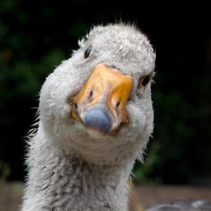 Фестиваль «Арзамасский гусь» пройдет в Нижегородской области