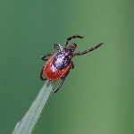Клещи активизировались в Нижегородской области