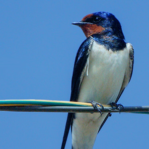 Народные приметы от INNOV: 29 августа