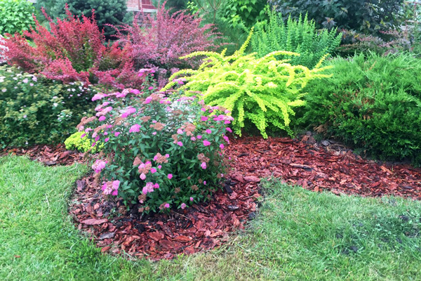 Мульча: что о ней нужно знать