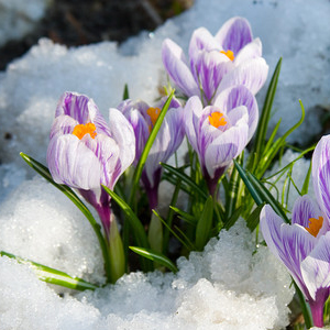 Утренний обзор 8 марта: о холодном марте и Женском Дне