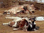 Кладбище скота угрожает жизням людей! 