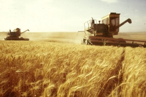 С февраля 2015 года в России вводится экспортная пошлина на зерно