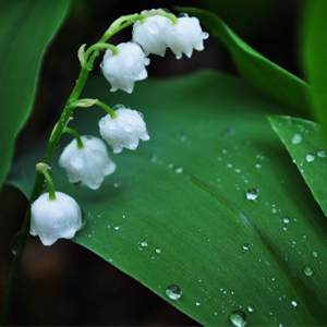 Народные приметы от INNOV: 25 июля