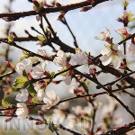 Началась самая короткая рабочая неделя в году