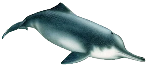 delfin.jpg