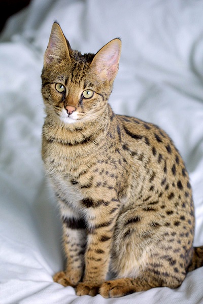 Savannah_Cat_portrait.jpg