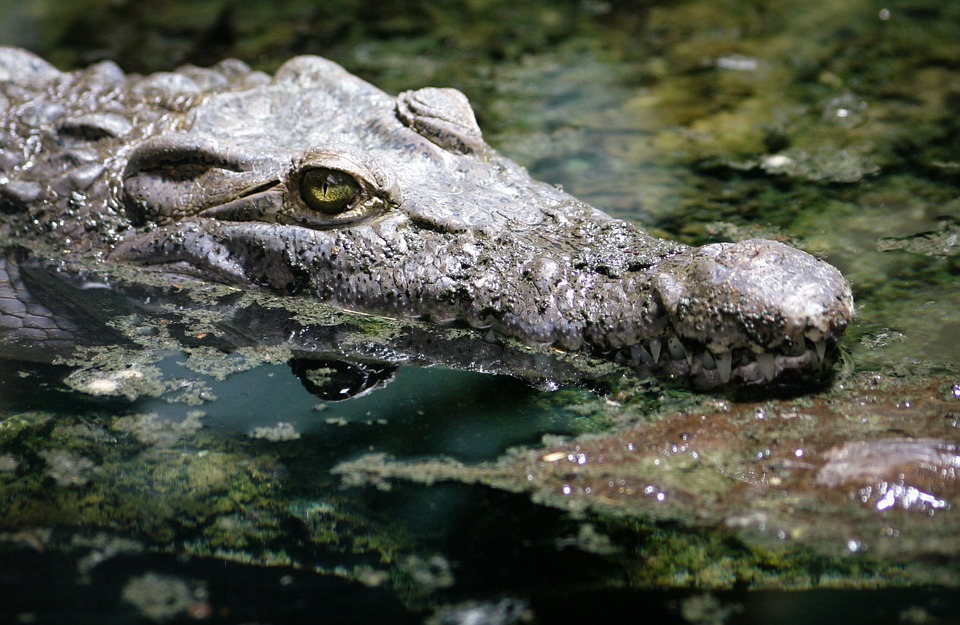 crocodile-473688_960_720.jpg