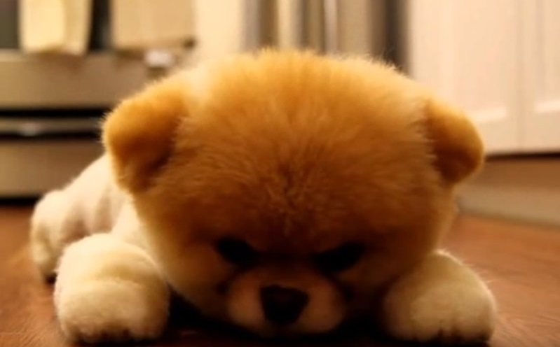 Das boo