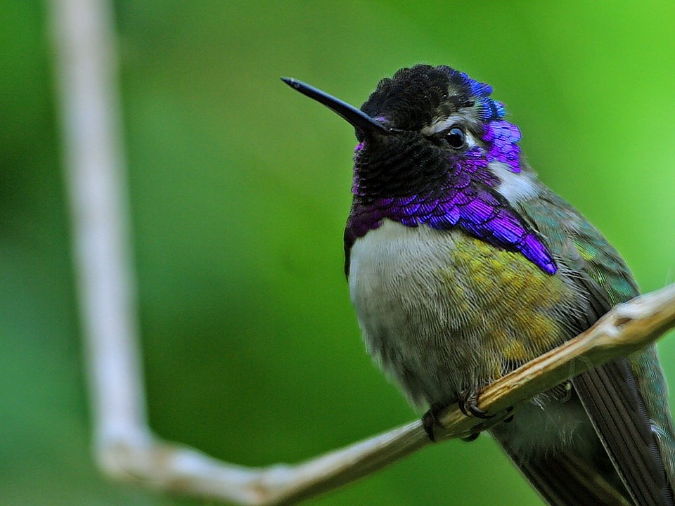 hummingbird-71771_960_720.jpg