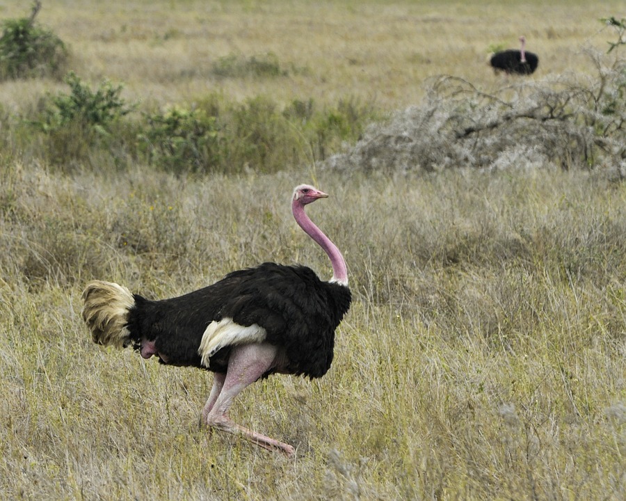 ostrich-813897_960_720.jpg