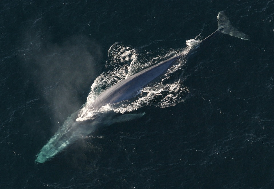 blue-whale-1198719_960_720.jpg