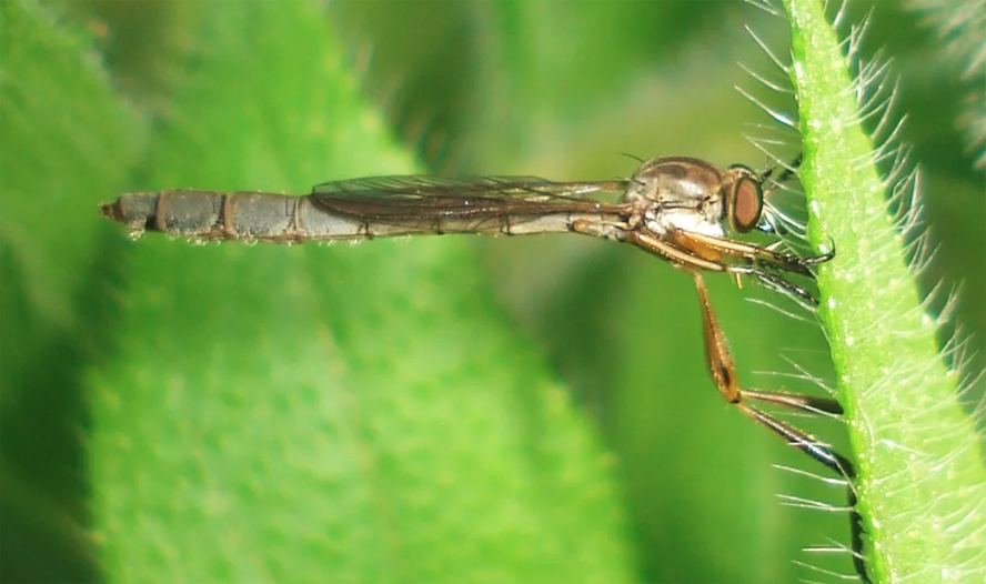 Ктырь Leptogaster cylindrica
