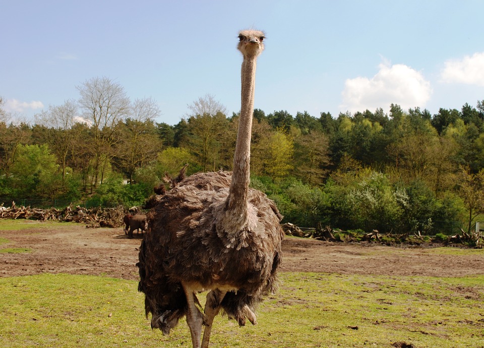 ostrich-332025_960_720.jpg