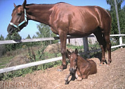 Новинки, конный клуб