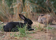 Троицкое, Серая лошадь