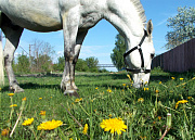 Крейзи-Пони, конный клуб