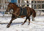Новинки, конный клуб