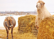 Троицкое, Серая лошадь