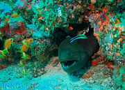 Звездный, дайв-центр