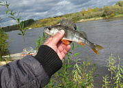 Благовещенское, Серая лошадь