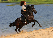 Лесное, конный двор