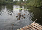 Троицкое, Серая лошадь