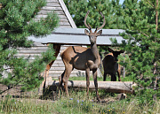 Троицкое, Серая лошадь