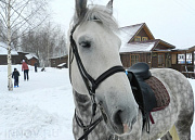 Новинки, конный клуб