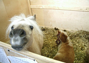 Крейзи-Пони, конный клуб