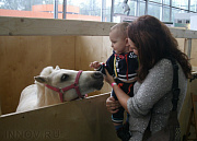 Крейзи-Пони, конный клуб