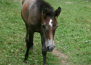 Благовещенское, Серая лошадь