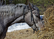 Троицкое, Серая лошадь